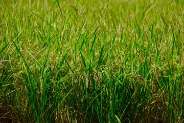 grown rice field