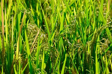 grown rice field