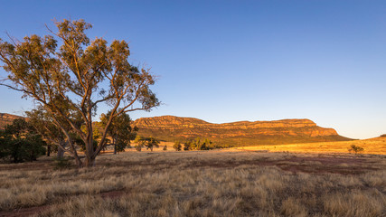 Landscape view in the late afternoon of the Southern Escarpment of Wilpena Pound in the Flinders Ranges, South Australia