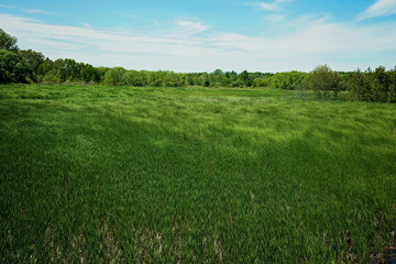 Lake Michigan marsh