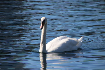 Obraz premium Swans swimming on peaceful reflecting blue water lake.