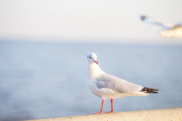 Seagull is a type of seabird, a medium to large bird. Gray or white hair Some species have black spots on the head or wings, mouths are thick and the feet are large