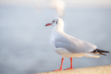 Seagull is a type of seabird, a medium to large bird. Gray or white hair Some species have black spots on the head or wings, mouths are thick and the feet are large