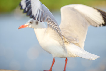 Seagull is a type of seabird, a medium to large bird. Gray or white hair Some species have black spots on the head or wings, mouths are thick and the feet are large