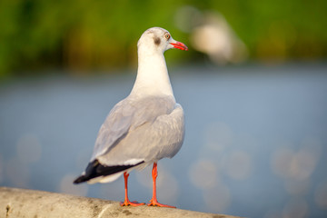 Seagull is a type of seabird, a medium to large bird. Gray or white hair Some species have black spots on the head or wings, mouths are thick and the feet are large