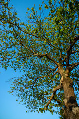 Tree view from below. Almond, Terminalia catappa. Bengal almond tree. Branches and green foliage of sea almond tree. 