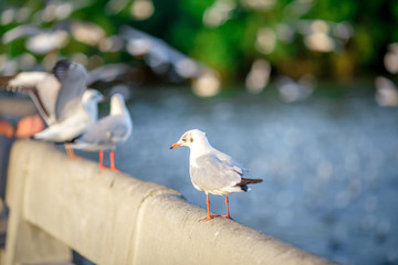 Seagull is a type of seabird, a medium to large bird. Gray or white hair Some species have black spots on the head or wings, mouths are thick and the feet are large. The birds are behaving in a large