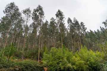 Fototapeta na wymiar bosque eucalipto