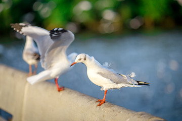 Seagull is a type of seabird, a medium to large bird. Gray or white hair Some species have black spots on the head or wings, mouths are thick and the feet are large. The birds are behaving in a large