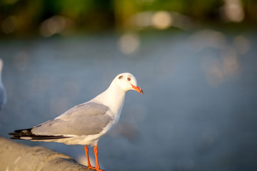 Seagull is a type of seabird, a medium to large bird. Gray or white hair Some species have black spots on the head or wings, mouths are thick and the feet are large. The birds are behaving in a large