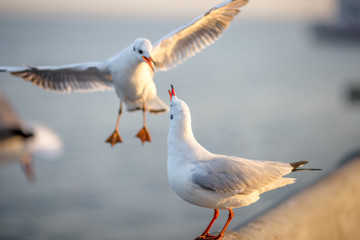 Seagull is a type of seabird, a medium to large bird. Gray or white hair Some species have black spots on the head or wings, mouths are thick and the feet are large. The birds are behaving in a large
