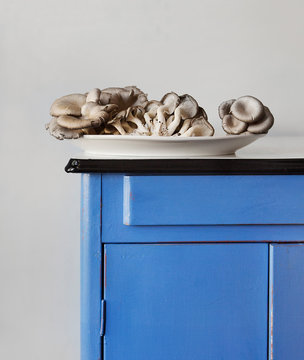 Oyster mushrooms fill a plate resting on a blue metal cabinet