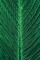 detail of palm leaf, abstract green background