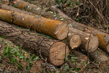 Tala de &aacute;rboles