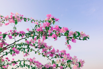 Obraz na płótnie Canvas pink flower on branch, sky background