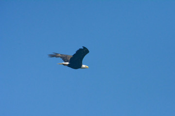 Bald eagle flying through the air