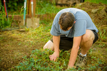 Fototapeta premium man gardening