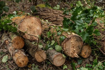 Tala de árboles