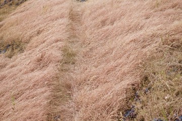 dry grass