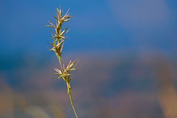 dry grass