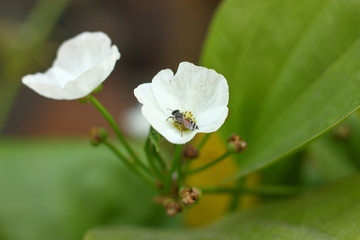 Obraz premium a flower and blur background