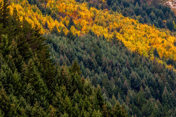 Fototapeta premium yellow trees in the forest