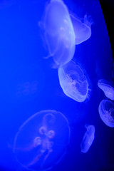 Jellyfish in aquarium