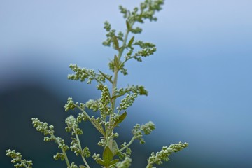 dry grass