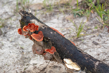 FUNGUS