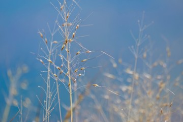 Fototapeta premium dry grass