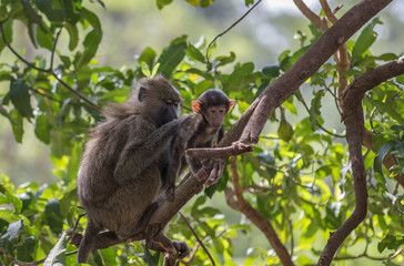 mother and baby baboon on branch