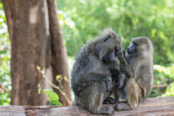 Naklejka na ściany i meble baboons grooming
