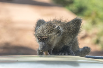 baboon licking car