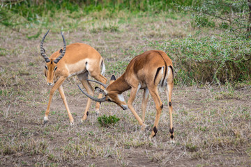 impalas fighting