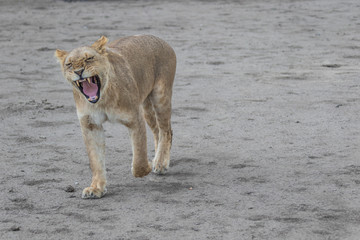 Fototapeta na wymiar lion yawning