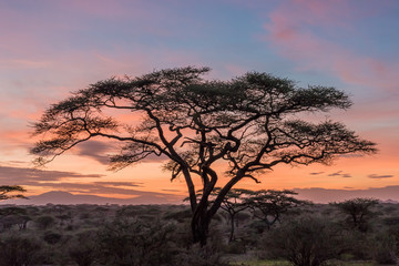 Naklejka na ściany i meble sunset in the serengeti