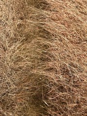 dry grass