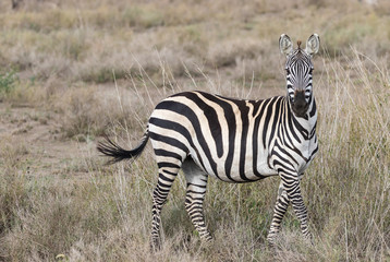 Plakat zebra in the grass