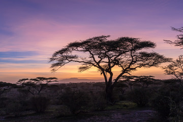 Obraz na płótnie Canvas sunset in the serengeti
