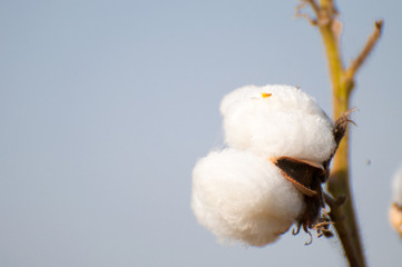 A boll of the cotton crops