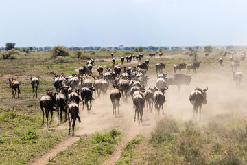 herd of wildebeest in serengeti national park tanzania africa