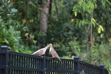 Mourning doves perched on black metal fence on garden path. 