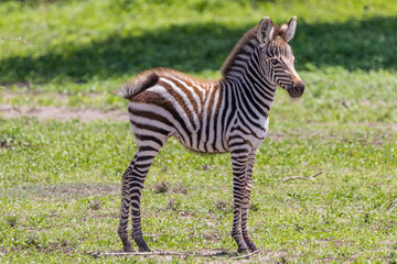 Fototapeta na wymiar baby zebra