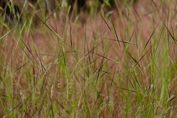 dry grass