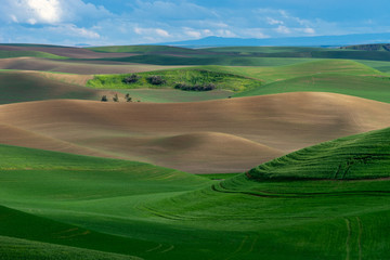 Wheat fields of Palouse