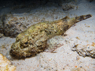 scorpion fish