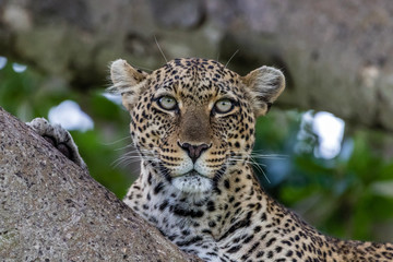 leopard in tree