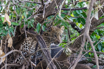 leopard in tree