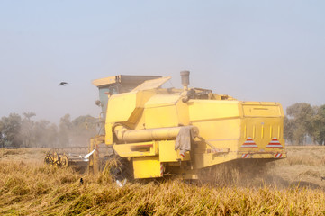 Obraz premium A combine machine harvesting the paddy crop
