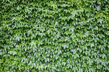 Enredadera, con abundante follaje